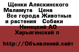 Щенки Аляскинского Маламута › Цена ­ 10 000 - Все города Животные и растения » Собаки   . Ненецкий АО,Харьягинский п.
